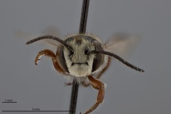 Media type: image;   Entomology 788850 Aspect: head frontal view